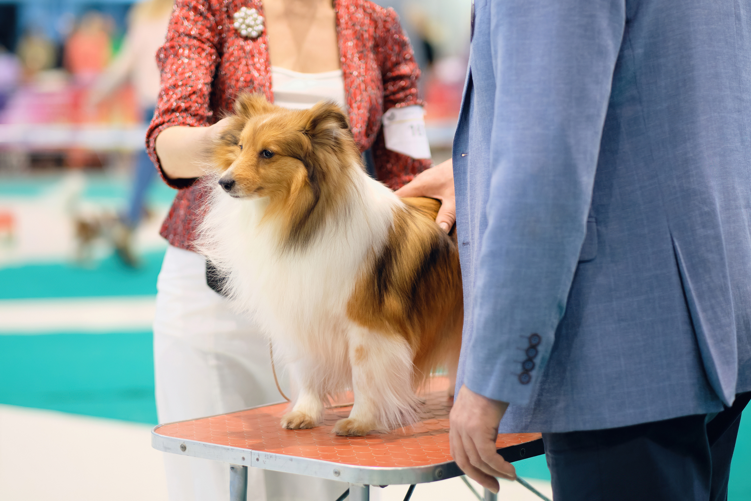 An expert examines Colin's grooming table at a dog show
