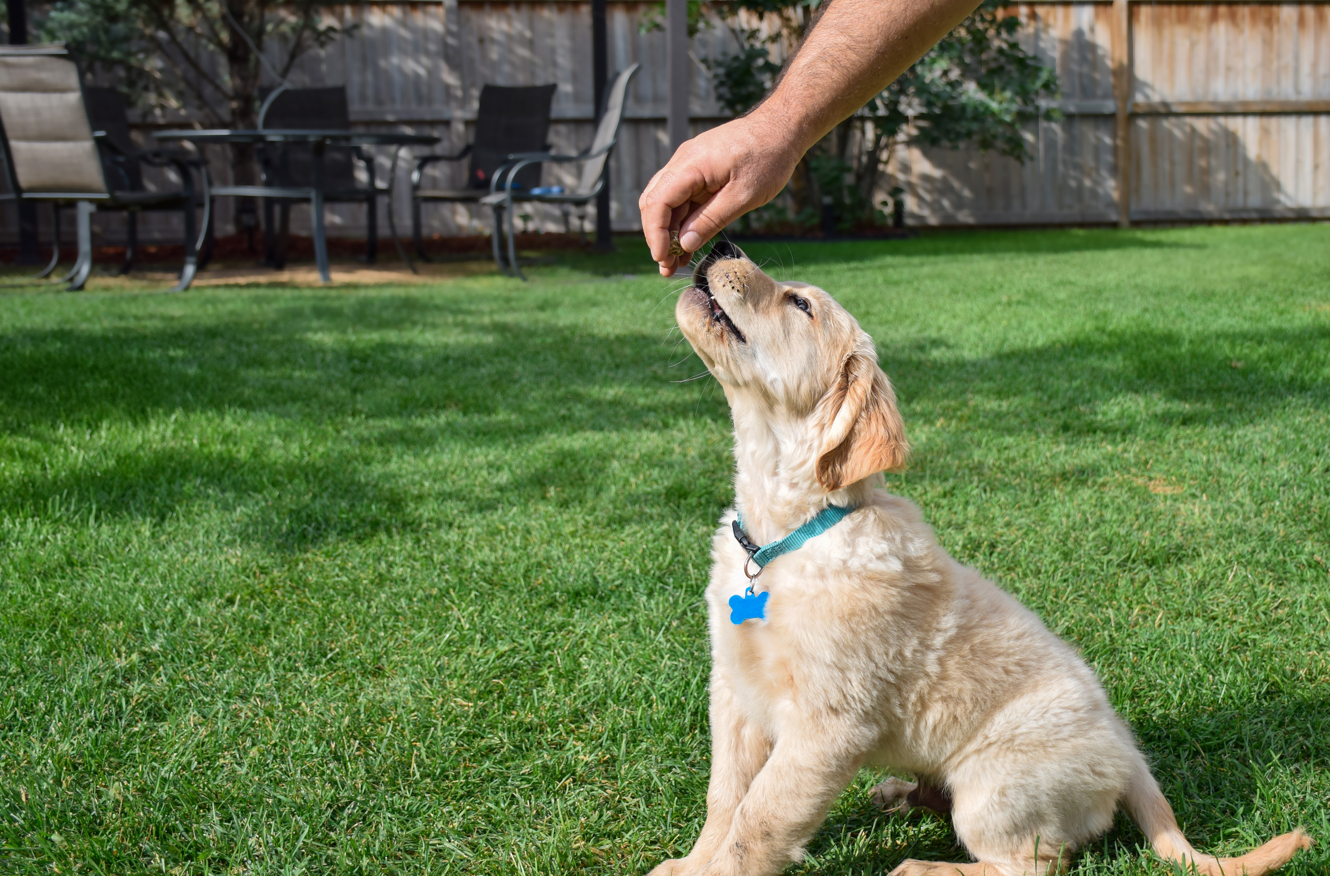 Golden retriever puppy getting a treat during puppy training on