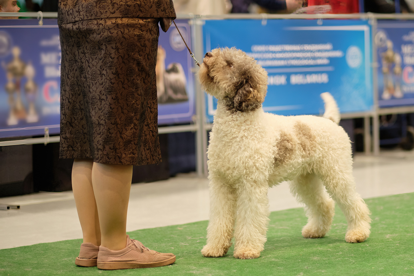 Lagotto Romagnolo's dog in the dog show stand